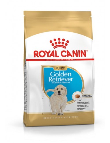 GOLDEN RETRIEVER PUPPY  12 Kg