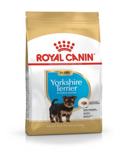 YORKSHIRE PUPPY  1,5 Kg.